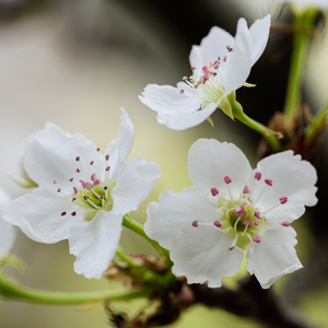 中文字幕不卡av无码专线
